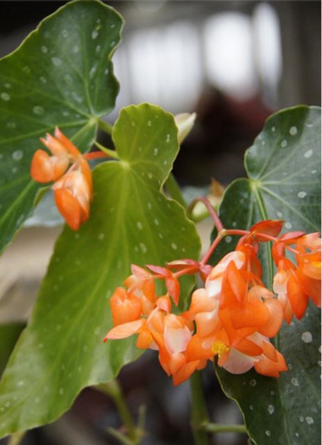 B. ‘Napolian Sunset’